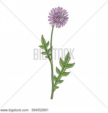 Vector Drawing Field Scabious , Knautia Arvensis , Hand Drawn Illustration