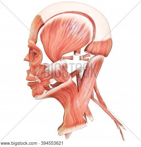 3D Illustration Concept of Muscles a Part of Human Mucular System Anatomy
