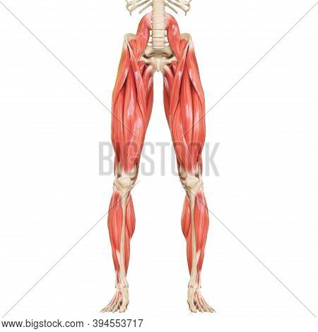 3d Illustration Concept Of Muscles A Part Of Human Mucular System Anatomy
