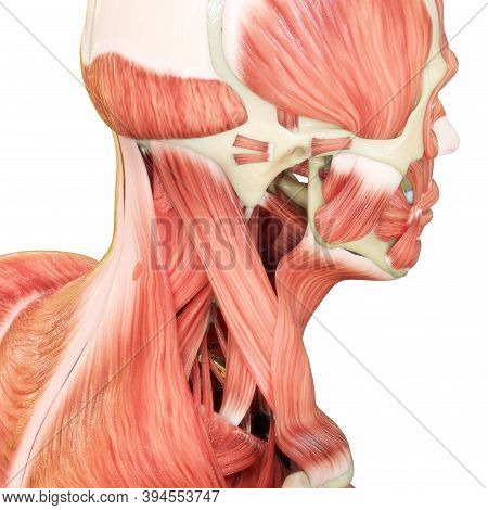 3d Illustration Concept Of Muscles A Part Of Human Mucular System Anatomy
