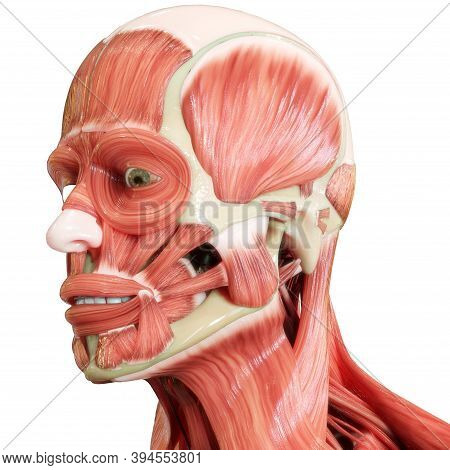 3d Illustration Concept Of Muscles A Part Of Human Mucular System Anatomy