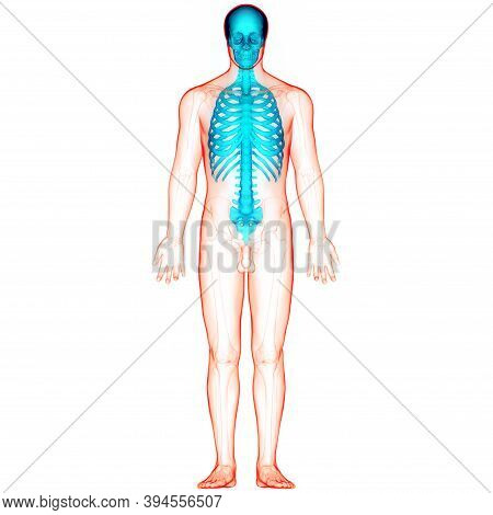 3d Illustration Concept Of Human Skeleton System Axial Skeleton Anatomy