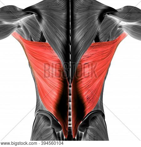 3d Illustration Concept Of Human Muscular System Torso Muscles Latissimus Dorsi Muscle Anatomy