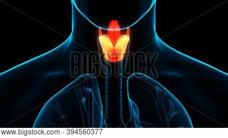 3d Illustration Concept Of Human Respiratory System Larynx And Pharynx Anatomy
