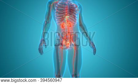 3d Illustration Concept Of Human Urinary System Kidneys With Bladder Anatomy