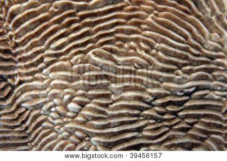 Stony coral