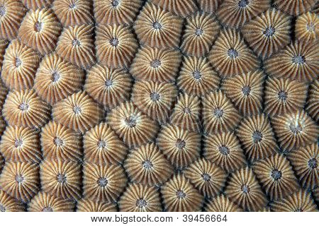 Stony coral