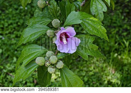 Close Up Single Sweet White And Pink Hibiscus Rosa Sinensis Flowers Blooming On Nature Ornamental Gr