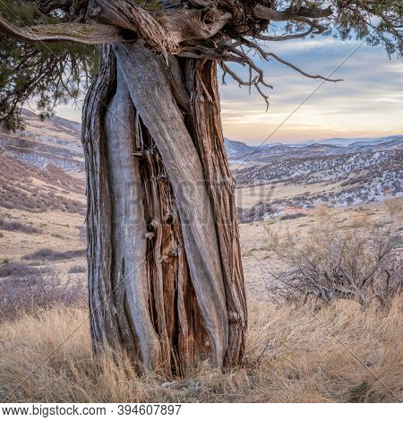 old twisted juniper tree  at Colorado foothills in fall scenery - Red Mountain Open Space, recreational area maintained by Larimer County