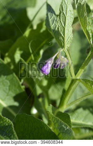 Common Comfrey - Latin Name - Symphytum Officinale