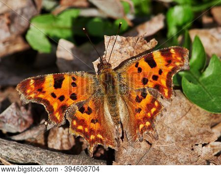 comma butterfly resting on plant in spring ( Poligonia C-album)