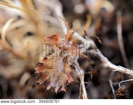Phyllomorpha laciniata (the golden egg bug) in natural habitat