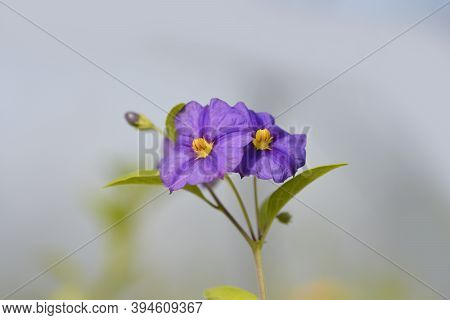 Blue Potato Bush Flowers - Latin Name - Lycianthes Rantonnetii (solanum Rantonetti)