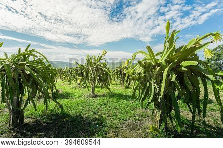 Dragon Fruit On Plant, Raw Pitaya Fruit On Tree, A Pitaya Or Pitahaya Is The Fruit Of Several Cactus