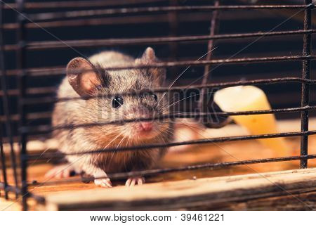ratones atrapados en la trampa de la jaula (liberada luego)