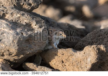 Cute Little African Ground Squirrel On A Background Of Stones In Fuerteventura, Spain.