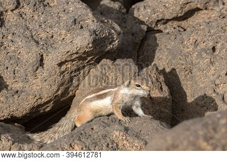 Cute Little African Ground Squirrel On A Background Of Stones In Fuerteventura, Spain.
