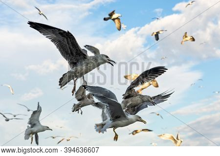A Flock Of Seagulls On The Pier In Istanbul