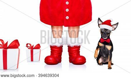 Christmas Prague Ratter , Prager Rattler Santa Claus  Dog With Present  Holiday Gift Box ,isolated O
