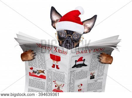 Christmas Prague Ratter , Prager Rattler Santa Claus  Dog Reading A Newspaper Or Magazine ,isolated 