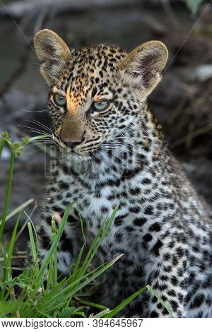 The Leopard (panthera Pardus), The Cub. A Young Leopard Hidden In A Dark Thicket.