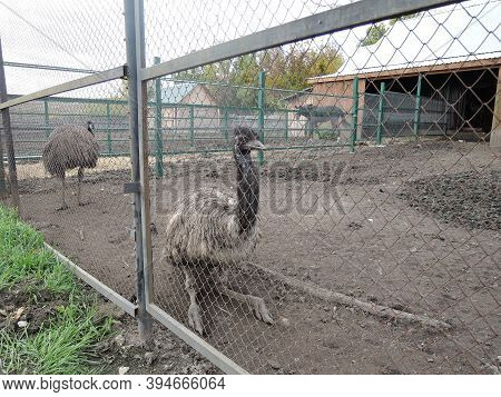 A Look At The Animals Through The Cage In The Zoo. A Large Cute Ostrich With A Long Neck, A Big Beak