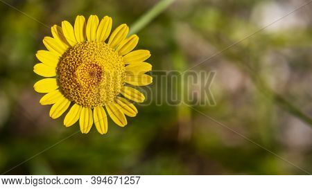 Cota Tinctoria Or Golden Marguerite Or Yellow Chamomile A Perennial Flowering Plant In The Sunflower