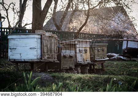 Old Wooden Hives On Apiary. Flowering Cherry With Pollen For Development Of Bees In April. Primroses