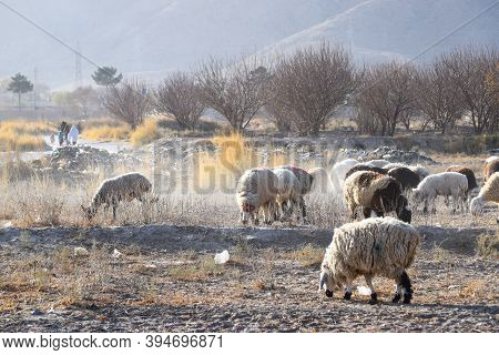 Sheep And Goat Eating Grass Dry Season Landscape Animal Photography