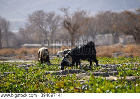 Flock Of Domestic Animal Mammals Eating Grass Outdoors Landscape Photo Near Highway Quetta City Balo