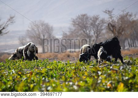 Flock Of Domestic Animal Mammals Eating Grass Outdoors Landscape Photo Near Highway Quetta City Balo