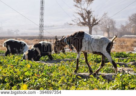 Domestic Animal Goat Are On Grass Land Eating Vegetable Plant And Grass Outdoors Travel In Quetta Ba