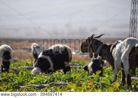 Flock Of Domestic Animal Goats Are On Grass Land Eating Vegetable Plant And Grass Outdoors Travel In