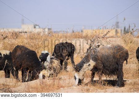Sheep Eating Dry Grass Hot Summer Season Landscape Outdoors