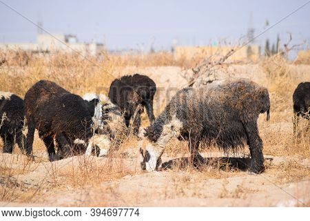 Flock Of Sheep Feeding On Dry Grass Dry-land Outdoors Landscape