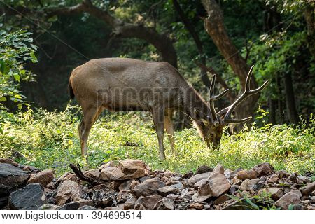 Sambar Deer Or Rusa Unicolor In Forest. Side Profile Of Sambar Deer With Tail Up In Beautiful Winter