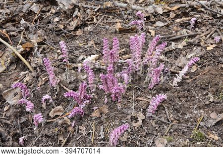 Parasitic Plant Common Toothwort (lathraea Squamaria).
