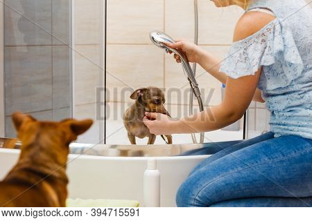 Woman Taking Care Of Her Little Dog. Female Washing, Cleaning Pinscher Ratter Prazsky Krysarik Under