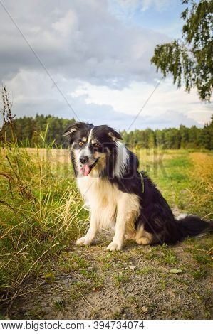Border Collie Issitting On The Field In The Nature, In Mountain In Czech Republic. She Is Very Happy