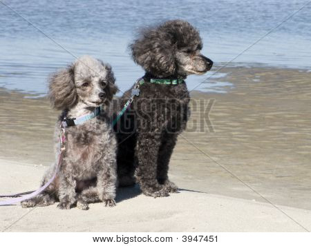 Poodles na praia
