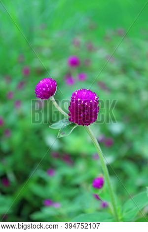 Closeup Vibrant Purple Globe Amaranth Flowers With Blurry Flower Field In The Backdrop