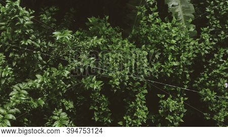 High Angle View Of Vegetation From Above