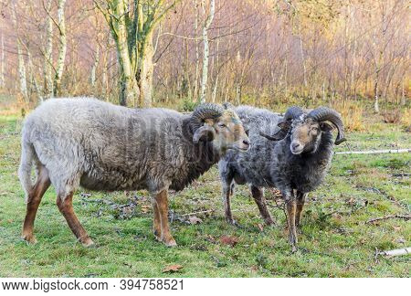 Traditional Dutch Heideschaap Sheep On The Moors Of Borger, Netherlands