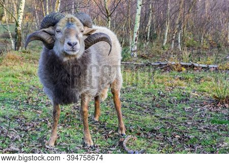 Sheep With Curled Horns On The Moors Of Borger, Netherlands