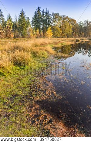 Moss On The Lakeside In The Moors Of Borger, Netherlands