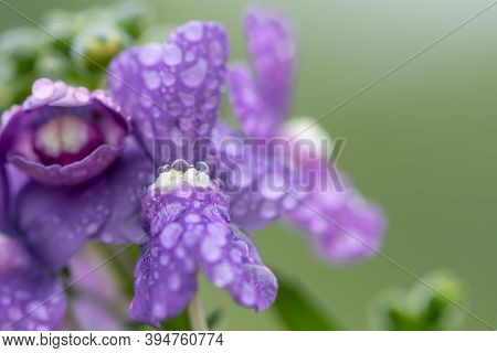Purple Nemesia Flowers