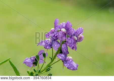Purple Nemesia Flowers
