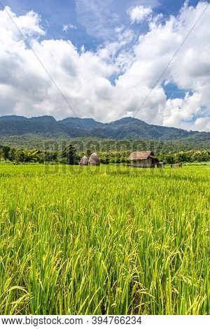 Srtaw Hut Inside Rice Field At Huai Thung Tao Lake In Chiang Mai, Thailand Surrounded By Beautiful N