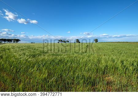 Vast Green Field Of Wheat Nature Blue Sky, Remote Unpopulated Site