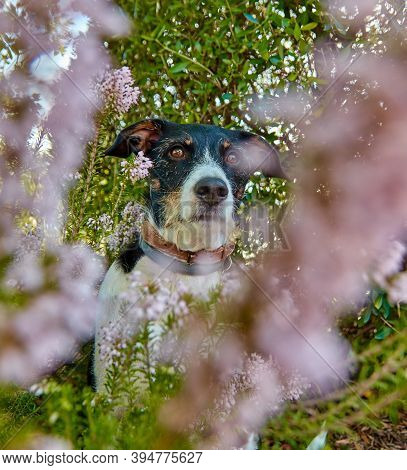 Dog In Nature In A Campsite With Very Bright Colors
